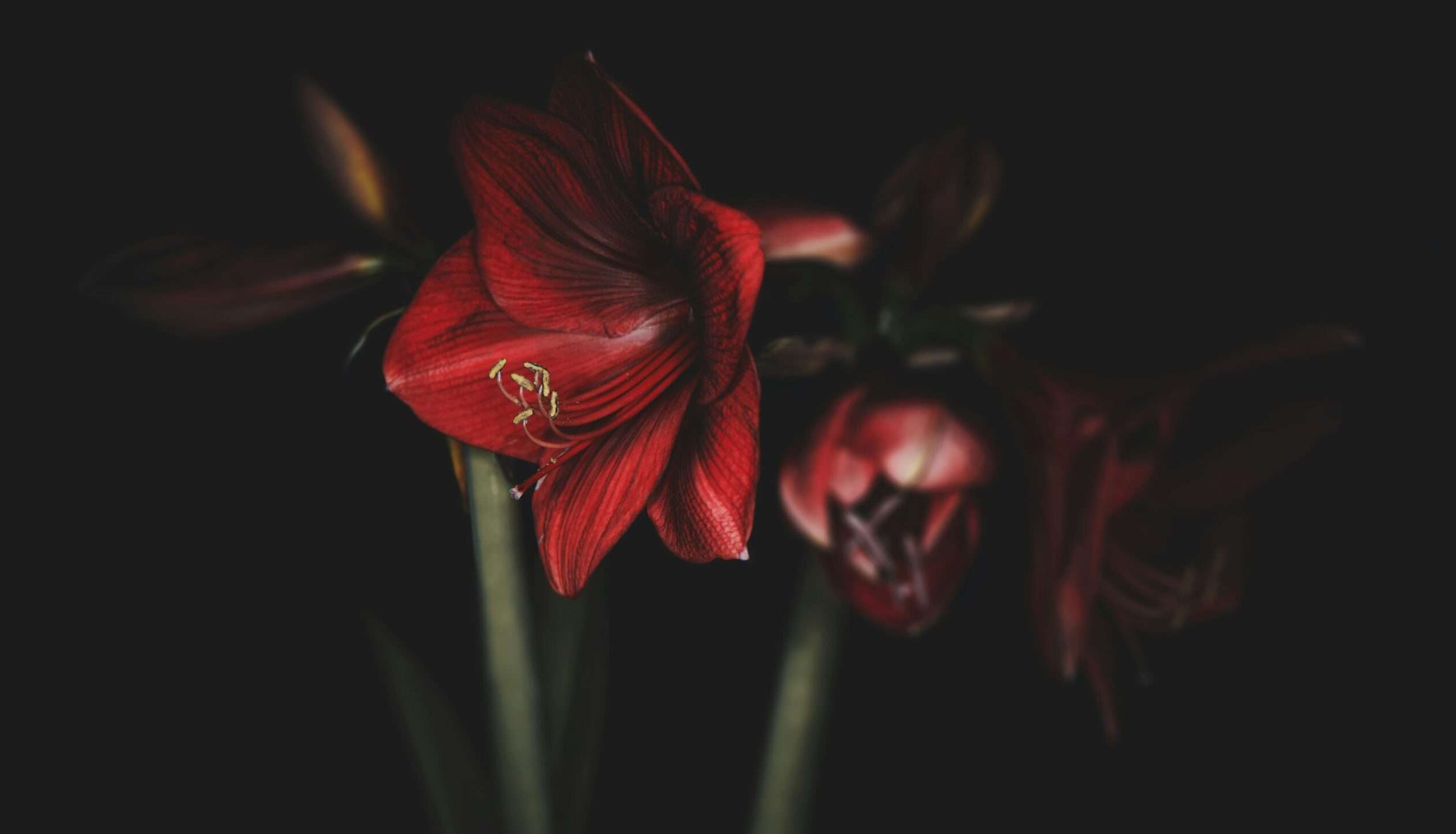 andrea boudrias TtoDZlTznkc unsplash scaled e1707231350148